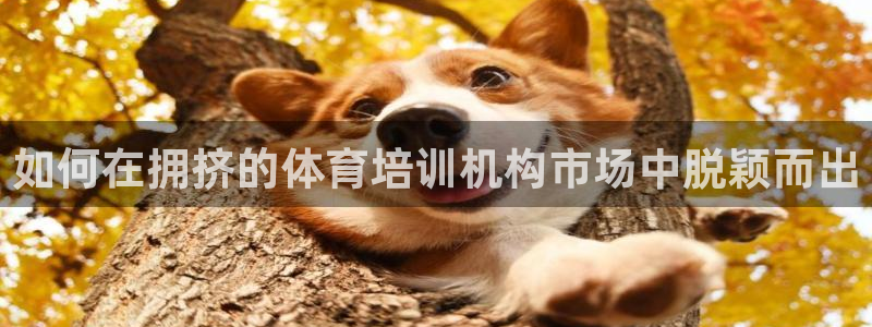 极悦平台登录方式是什么：如何在拥挤的体育培训机构市场