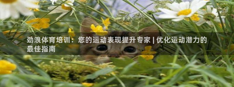 极悦平台反7O777：劲浪体育培训：您的运动表现提升