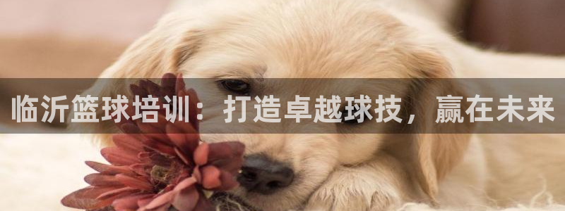 极悦平台用户反馈和反馈：临沂篮球培训：打造卓越球技，
